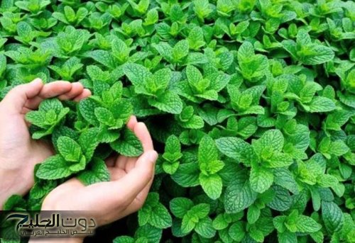 "ضاع عمرنا واحنا منعرفش" .. عشبة جبارة تخفض السكر التراكمي في الدم فوراً خلال 30 دقيقة| أقوى من اي حاجه